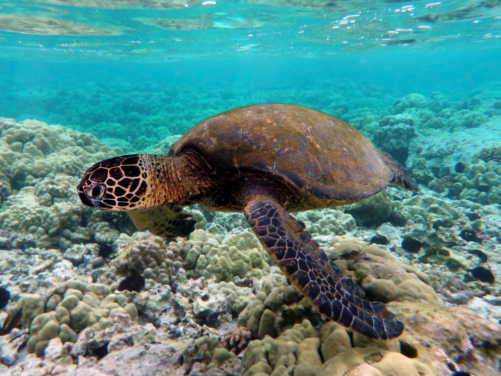 Turtle watching at Redang