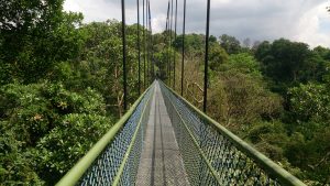 tree top