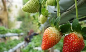 Strawberry picking @ Cameron Highlands