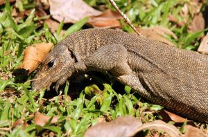 Taman Negera National Park