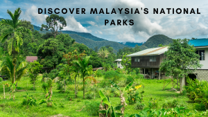 Book a bus to Malaysia for Wildlife Watching
