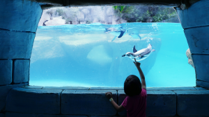 SEA Aquarium is one of the top attractions for kids in Singapore