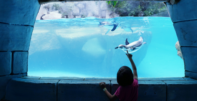 SEA Aquarium is one of the top attractions for kids in Singapore